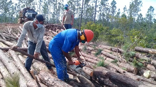 trabajadores forestales 1