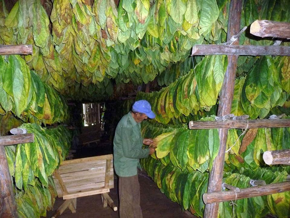 TABACOS