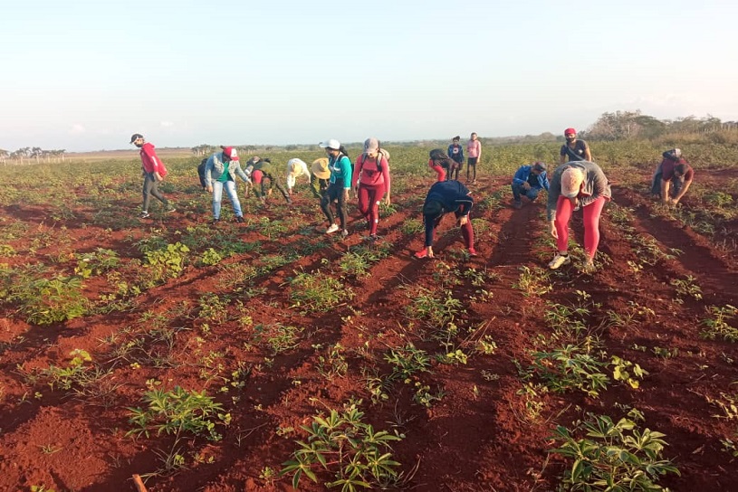 jóvenes palmeros en labores agrícolas
