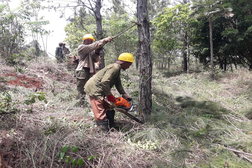 trabajadores forestales la palma