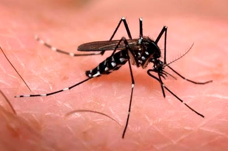 A extremar medidas contra mosquito Aedes aegypti