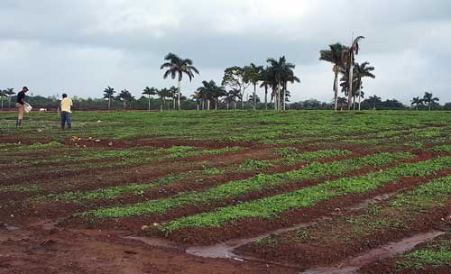 agric 07